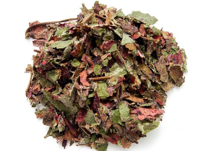 Vigne rouge bio feuilles coupées